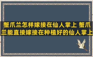 蟹爪兰怎样嫁接在仙人掌上 蟹爪兰能直接嫁接在种植好的仙人掌上吗